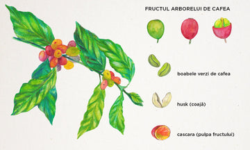 Cascara = superaliment